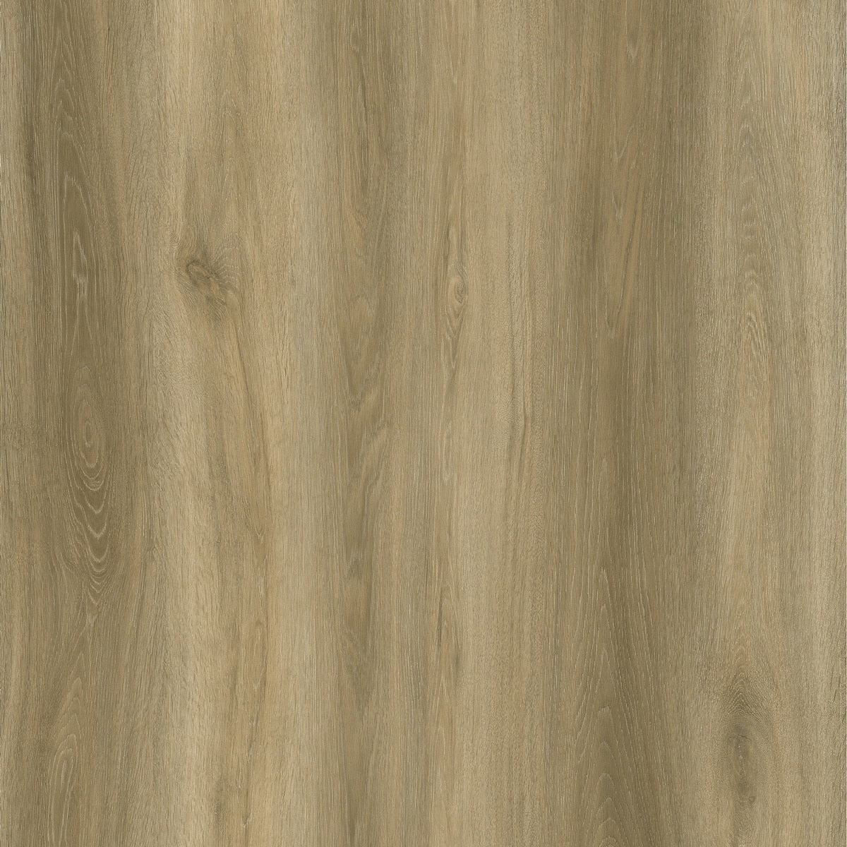 EVOLUTION ORIGIN  - WHEAT -  Mat
